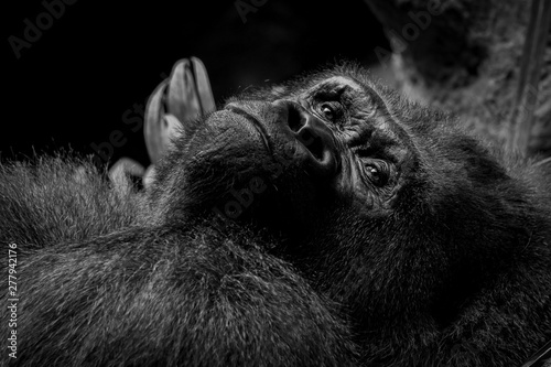 mountain gorilla portrait, close-up picture, back and white