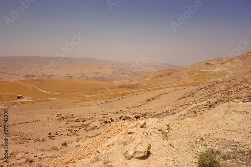 Stado kóz w Jordanii