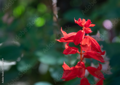 red flower in the garden