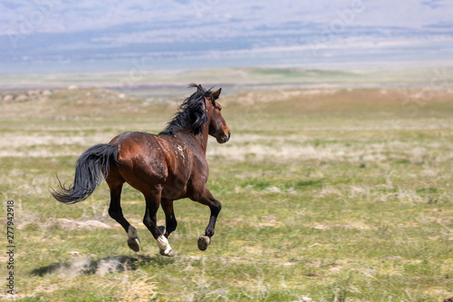 Magnificent Wild Horse in the Utah Desert