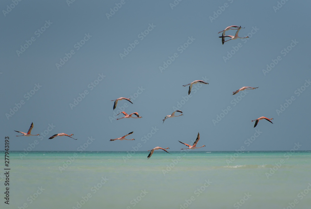 Group of Flamingos Exotic Birds in Holbox island, Caribbean, Mexico Group of Flamingos Exotic Birds in Holbox island, Caribbean, Mexico