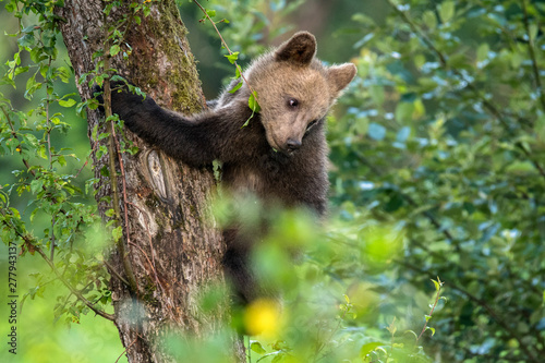 Young brown bear climbing on the apple tree. Carpathian mountains. Poland