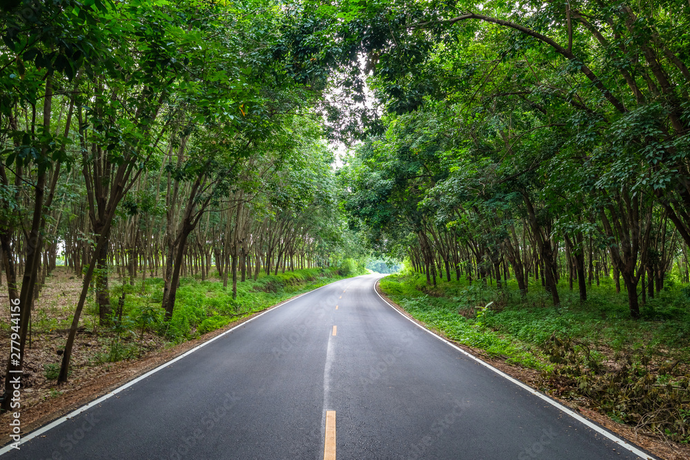 Road Through Rubber Forest