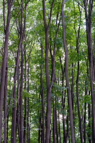 Tall green trees in deep wo...