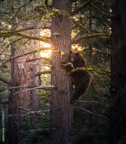 A Black Bear climbs up a tree in the Lake Tahoe Area at sunset photo