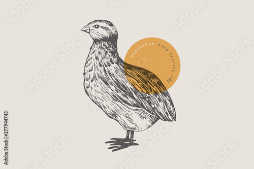 Retro engraving quail. Hand-drawn picture with a poultry. Can be used for menu restaurants, for packaging in markets and shops. Vector vintage illustrations.