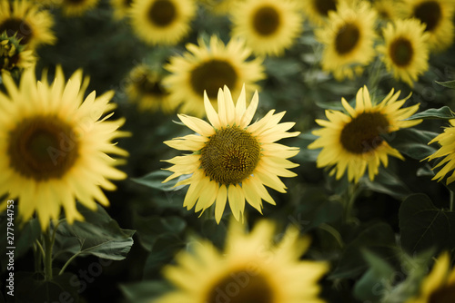 Close-up of sunflower growing outdoors during sunny day