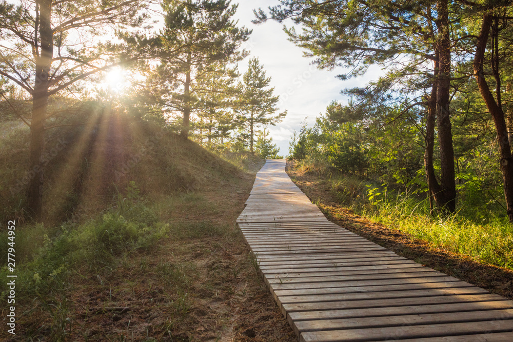Boardwalk to the sea through a pine forest at sunset
