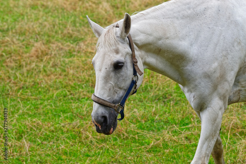 Close up of a horse head with white fur