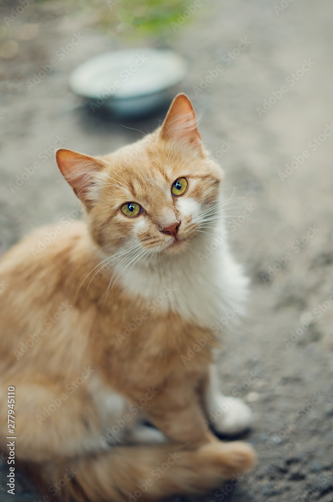 beautiful red, white cat sits on the pavement and looks into the frame with green eyes beautiful red, white cat sits on the pavement and looks into the frame with green eyes