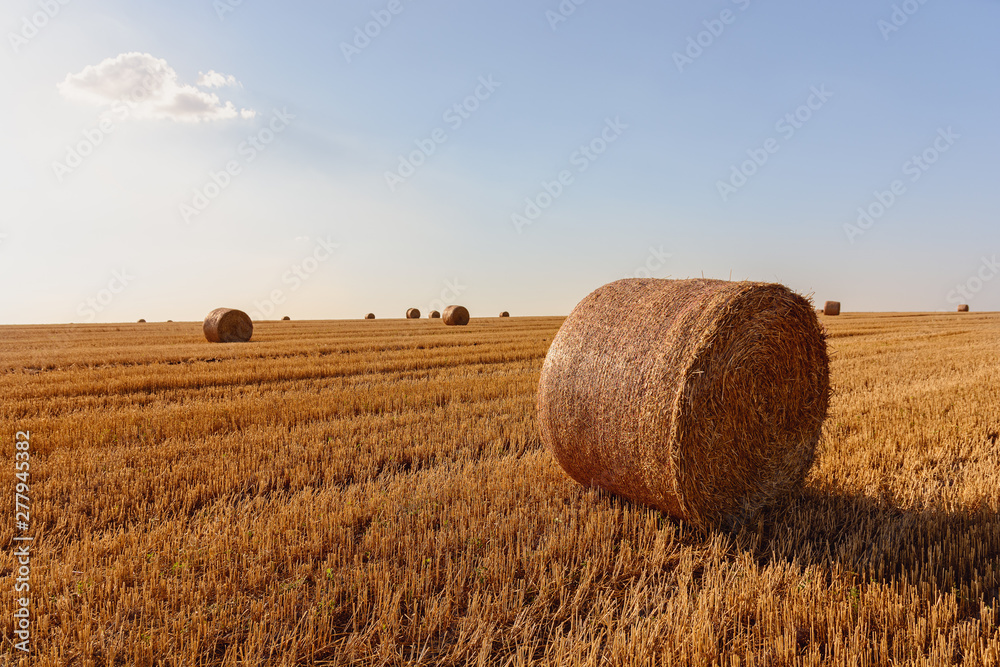 Straw bales after harvesting a gold wheat field