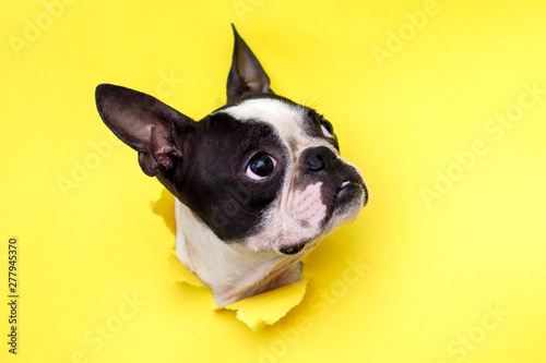 Canvas Print Dog breed Boston Terrier pushes his face into a paper hole yellow