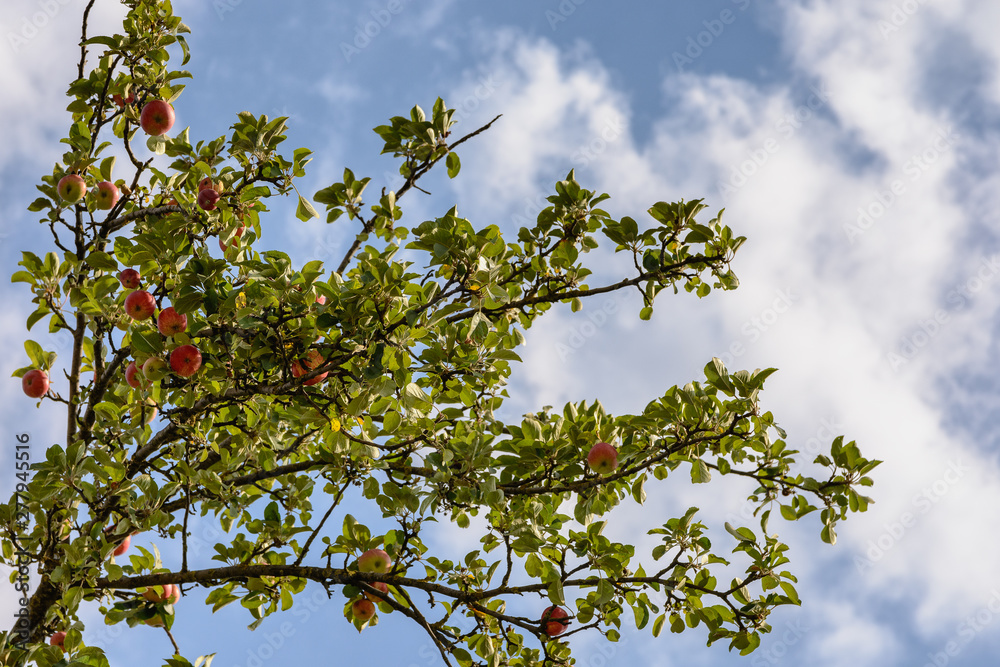 Ripe red apples hang on the branches of an apple tree in a home garden against the sky and clouds Ripe red apples hang on the branches of an apple tree in a home garden against the sky and clouds