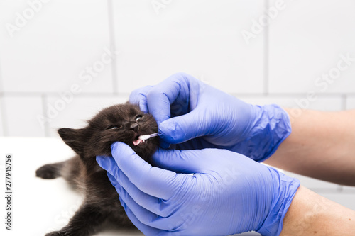 A veterinarian checks a cat s mouth and teeth at a vet clinic isolated on white background.