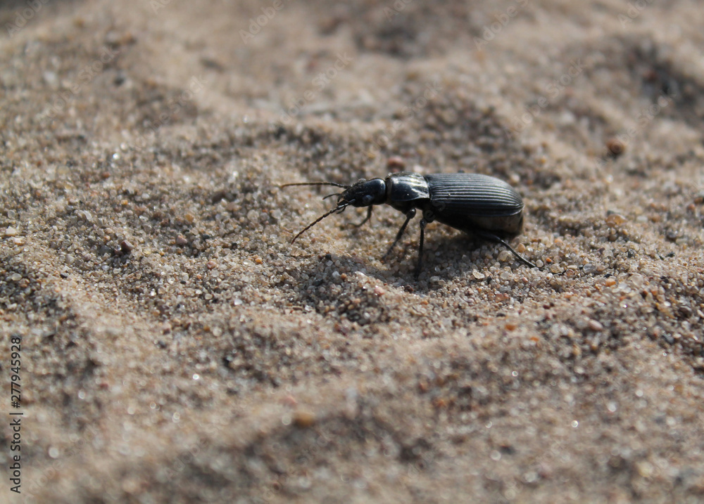 insectfauna, small, close, beetle, macro, nature, black, animal, fly, close-up, ant, sand, antenna, wildlife, closeup, green, detail, pest, wing insectfauna, small, close, beetle, macro, nature, black, animal, fly, close-up, ant, sand, antenna, wildlife, closeup, green, detail, pest, wing