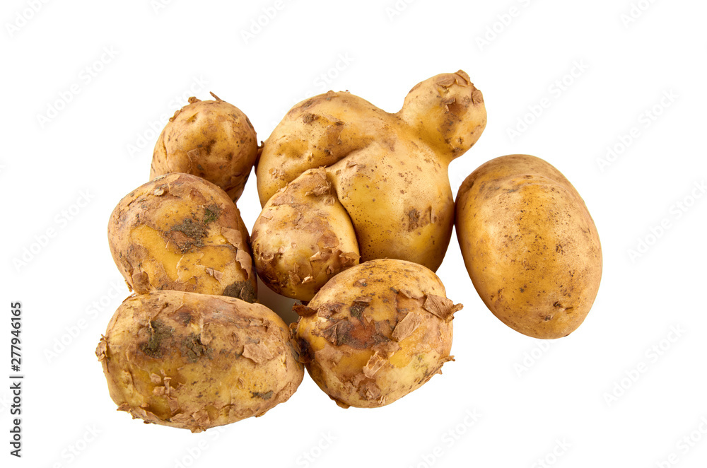 Fresh white potatoes isolated on white background. Background of organic food. Fresh white potatoes isolated on white background. Background of organic food.