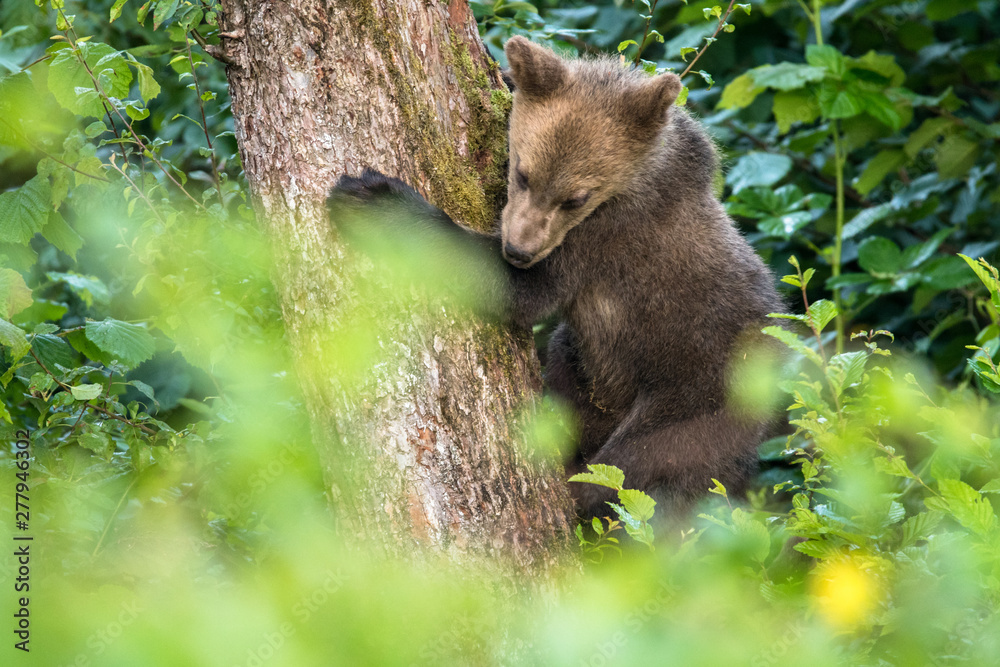 Fototapeta premium Young brown bear climbing on the apple tree. Carpathian mountains. Poland