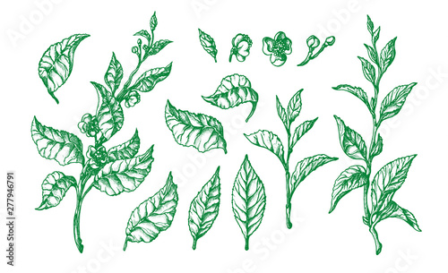 Botanical set. Vector shape of tea buch, leaf
