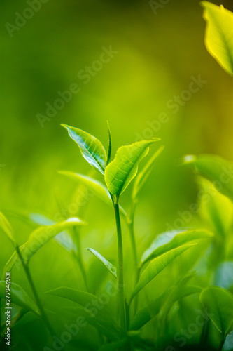 Tea leaves in Fresh Garden.