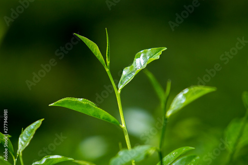 Tea leaves in Fresh Garden.