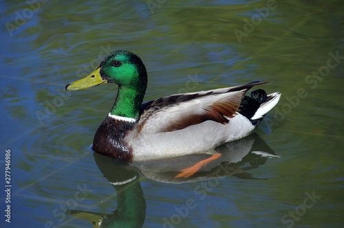 A Male Mallard Duck Swimming