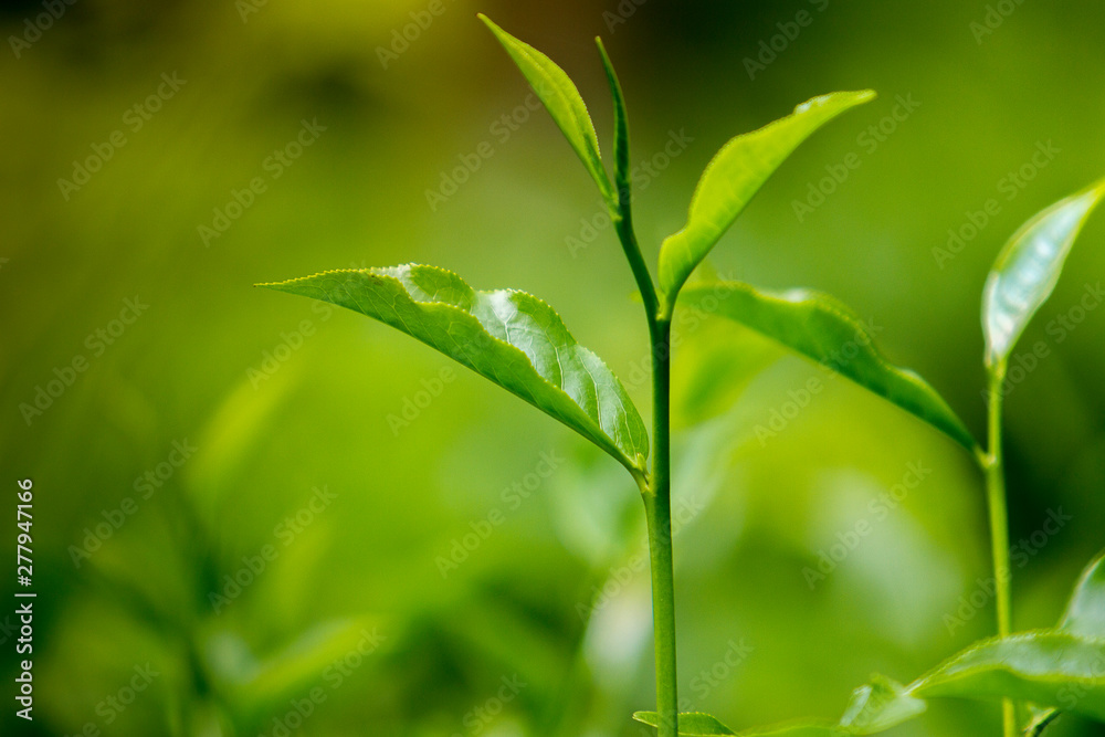 Tea leaves in Fresh Garden. Tea leaves in Fresh Garden.