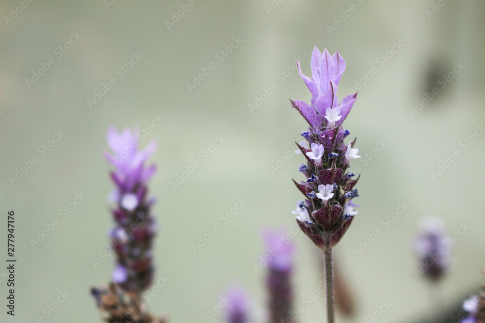 Obraz premium lavender flowers on a blue background