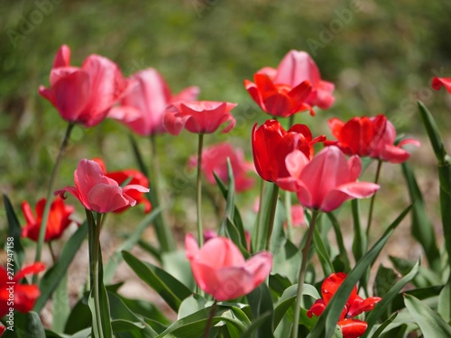  Red and light pink tulips in bloom, side view shot 