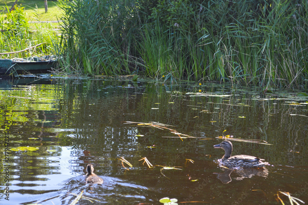 Fototapeta premium Old wooden shabby dilapidated broken boat for swimming on the banks of the river, lake, sea in the grass and reeds in nature and wild ducks and birds sailing past