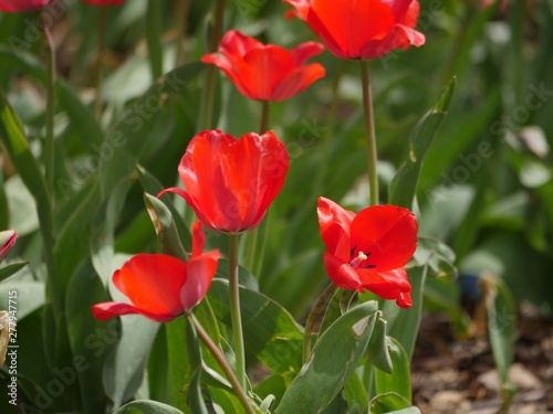 Red tulips in bloom in a park garden  soft background