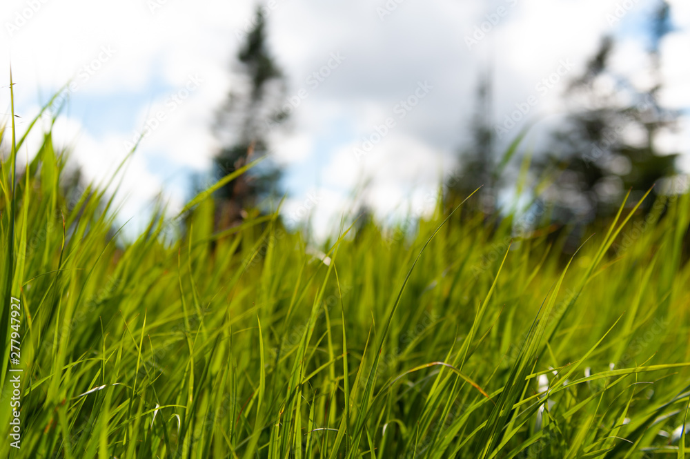 grass closeup