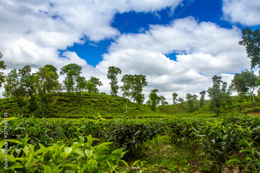 Tea resort field landscape in Moulovibazar, Bangladesh.