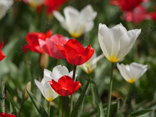 Close up side view of two white tulip flowers with yellow outlines