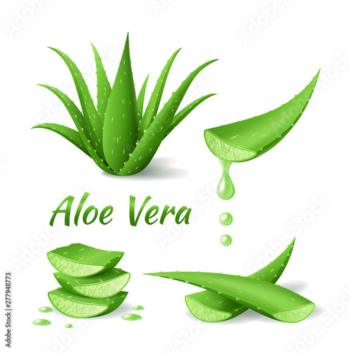 Set of Aloe Vera, realistic green plant, leaves and cut pieces