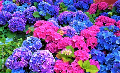 Pink and blue hydrangea flowers, purple.  photo