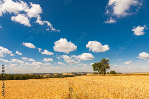 Sommerlandschaft