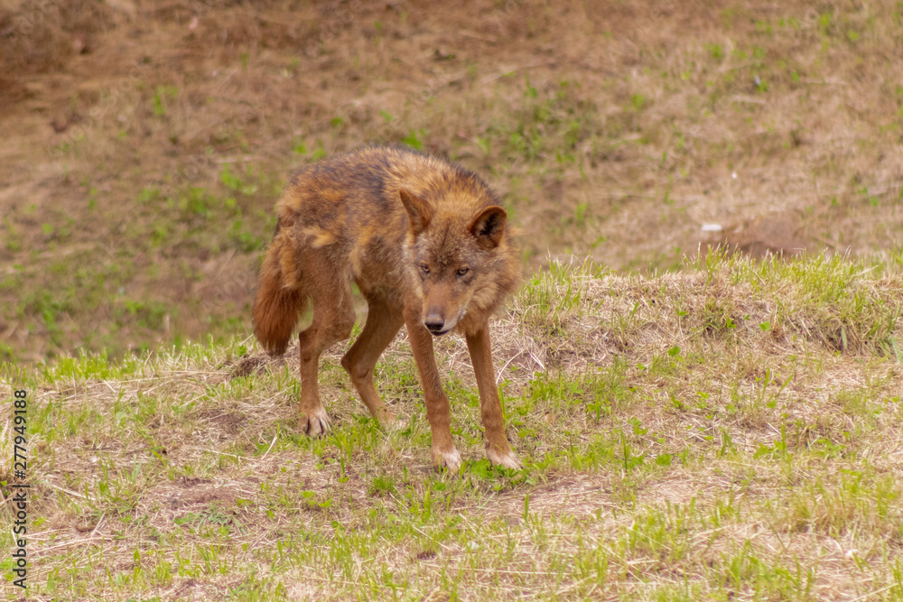 an Iberian wolf resting and walking through its enclosure full of green grass an Iberian wolf resting and walking through its enclosure full of green grass