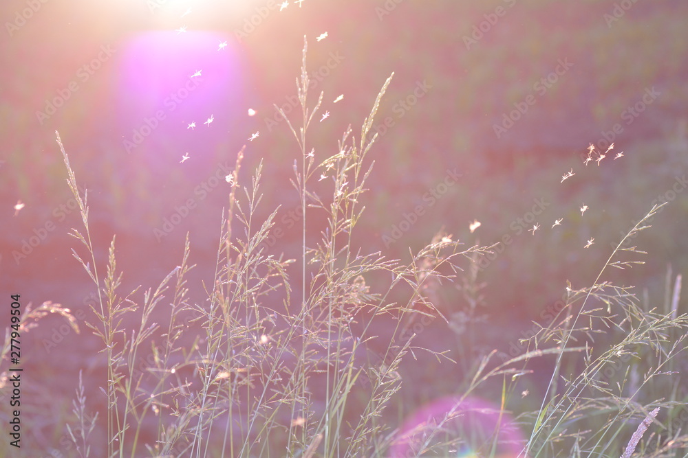 Grasses at sunset with flying insects in backlight, with lens flare