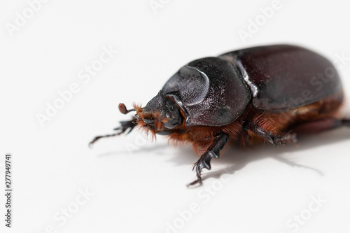 Female rhinoceros beetle crawling on white background