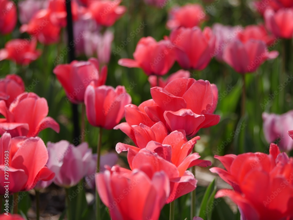 Beautiful backdrop of blooming red and pink tulips in soft background Beautiful backdrop of blooming red and pink tulips in soft background