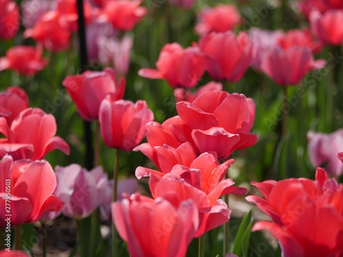 Beautiful backdrop of blooming red and pink tulips in soft background