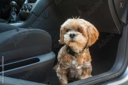 Schilderij op canvas Lhasa Apso dog sitting on the floor in a car