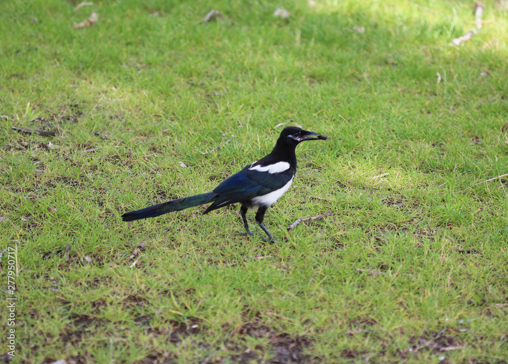 The Eurasian magpie or common magpie (Pica pica) The Eurasian magpie or common magpie (Pica pica)