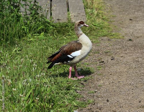 Egyptian goose  Alopochen aegyptiaca  eating grass by the lake
