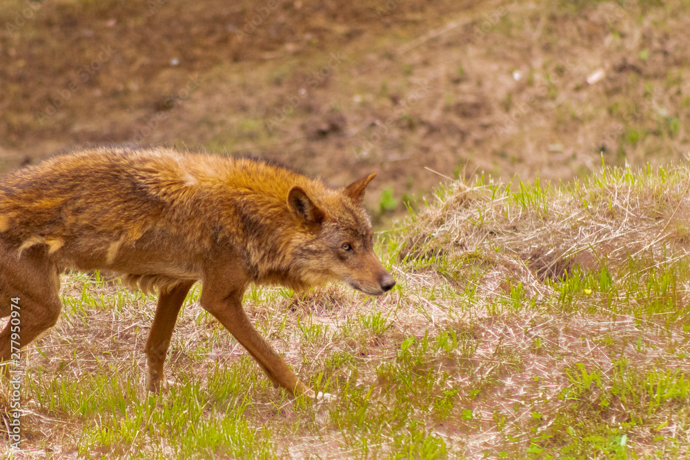 an Iberian wolf resting and walking through its enclosure full of green grass an Iberian wolf resting and walking through its enclosure full of green grass