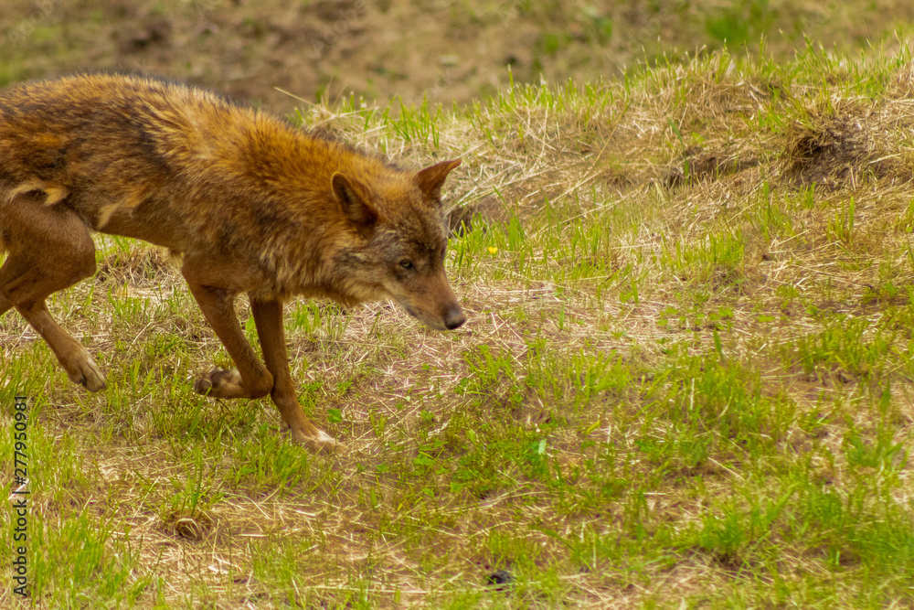 Fototapeta premium an Iberian wolf resting and walking through its enclosure full of green grass