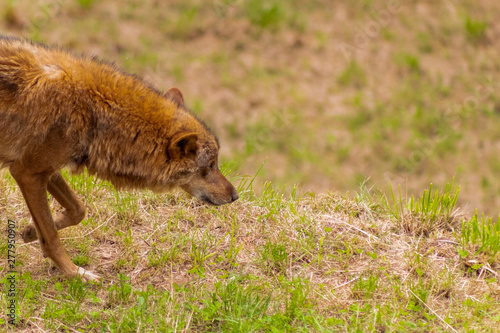 an Iberian wolf resting and walking through its enclosure full of green grass