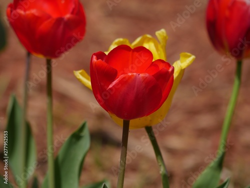 Cropped shot of red and yellow tulips