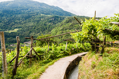 Algund, Waalweg, Weinberg, Weinpergola, Wanderweg, Vinschgau, Südtirol, Sommer, Italien photo