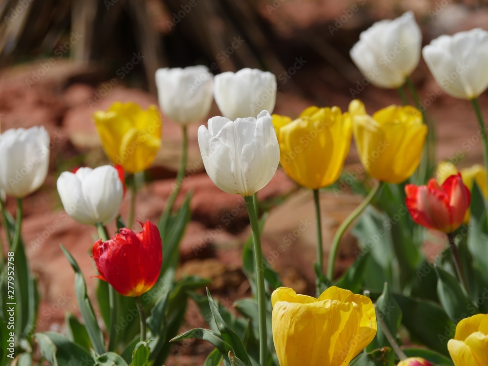 Fototapeta premium Colorful tulip flowers, red, yellow and white blooms